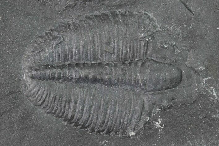 Elrathia Trilobite Molt Fossil - House Range - Utah #139704